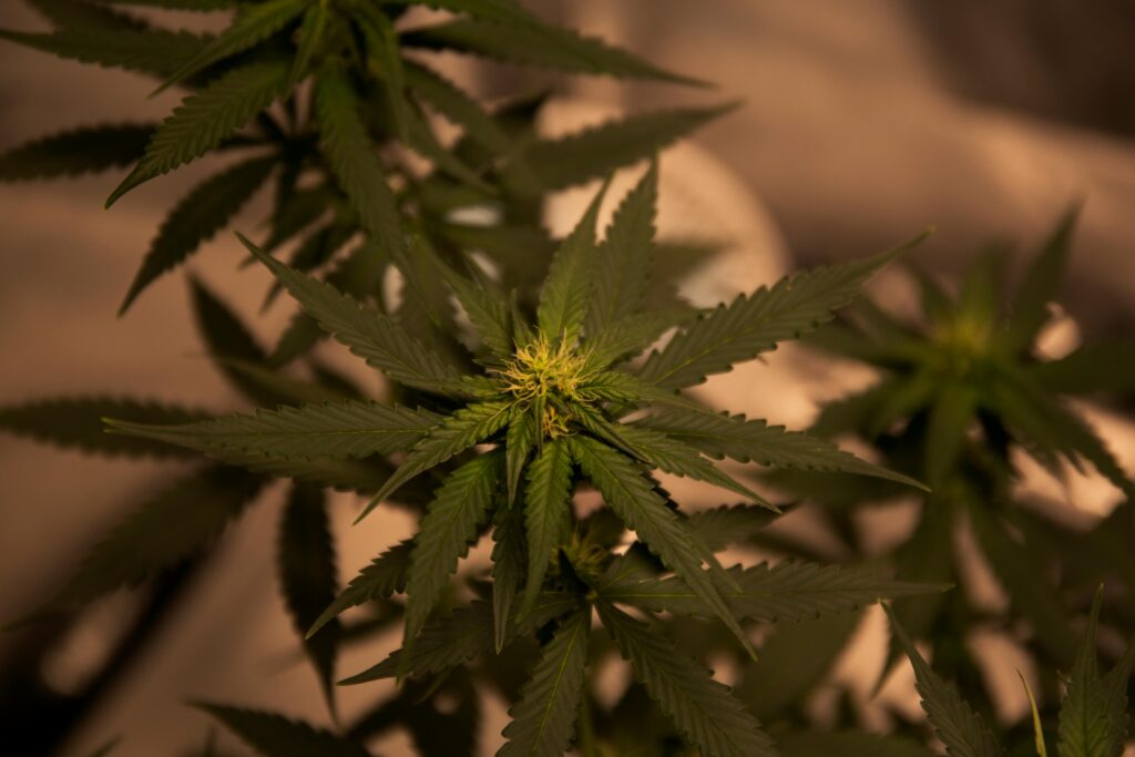 Detailed view of a cannabis plant with dark green foliage, highlighting natural textures and growth.